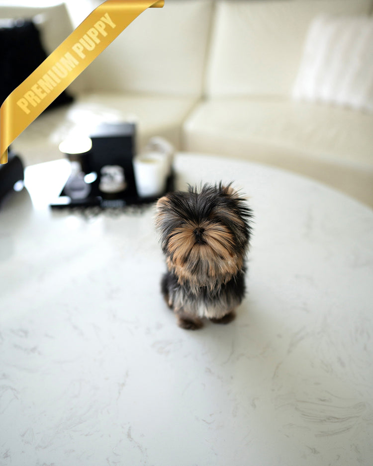 STELLA - FEMALE - ROLLY TEACUP PUPPIES - TEACUP PUPPY FOR SALE