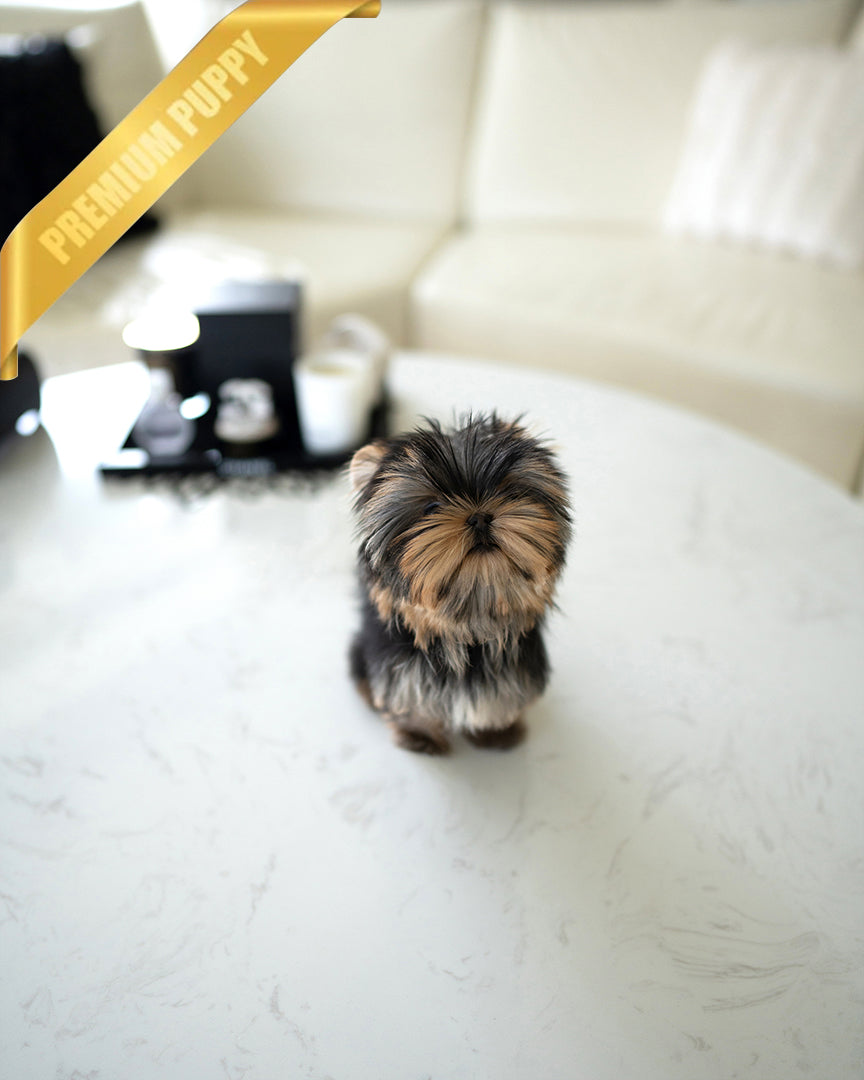 STELLA - FEMALE - ROLLY TEACUP PUPPIES - TEACUP PUPPY FOR SALE