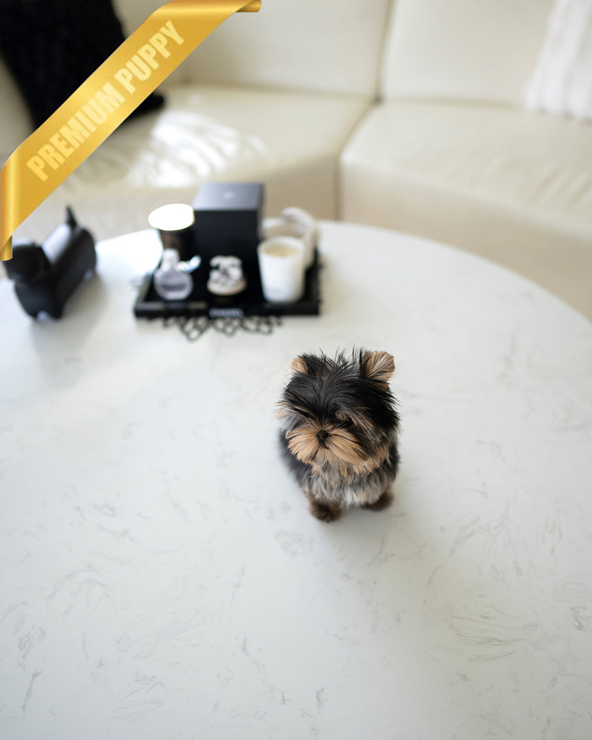 STELLA - FEMALE - ROLLY TEACUP PUPPIES - TEACUP PUPPY FOR SALE