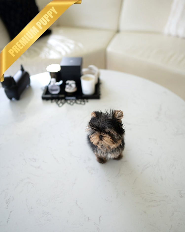 STELLA - FEMALE - ROLLY TEACUP PUPPIES - TEACUP PUPPY FOR SALE