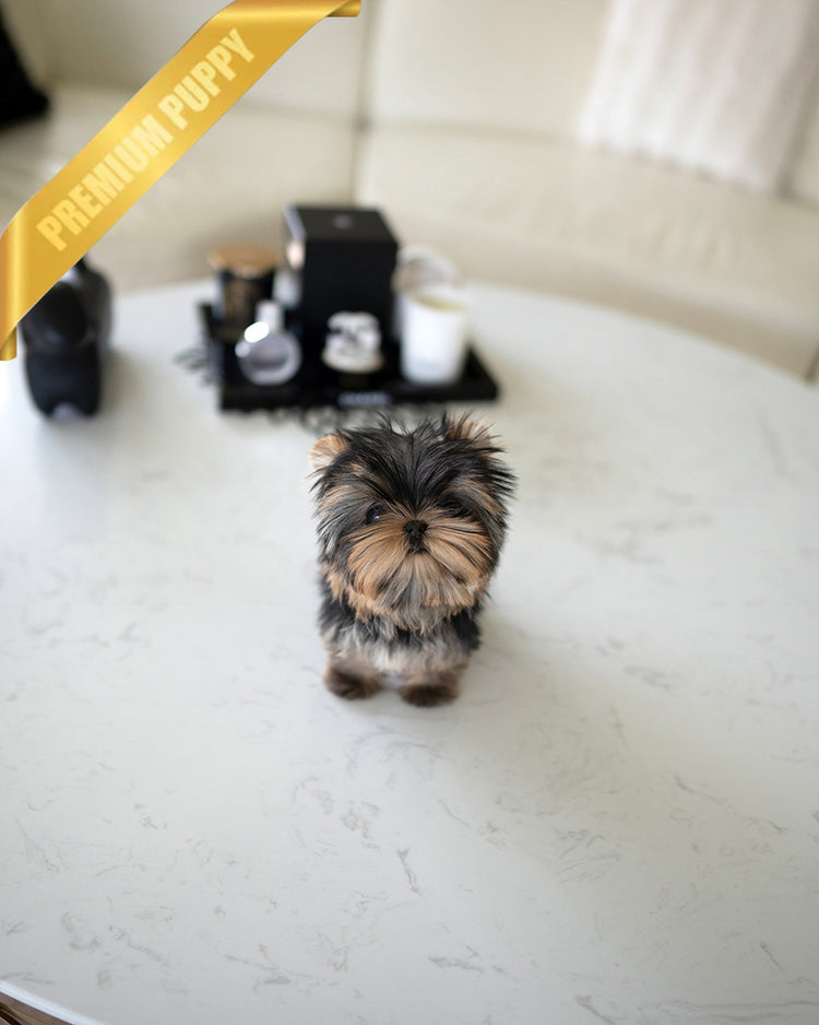 STELLA - FEMALE - ROLLY TEACUP PUPPIES - TEACUP PUPPY FOR SALE