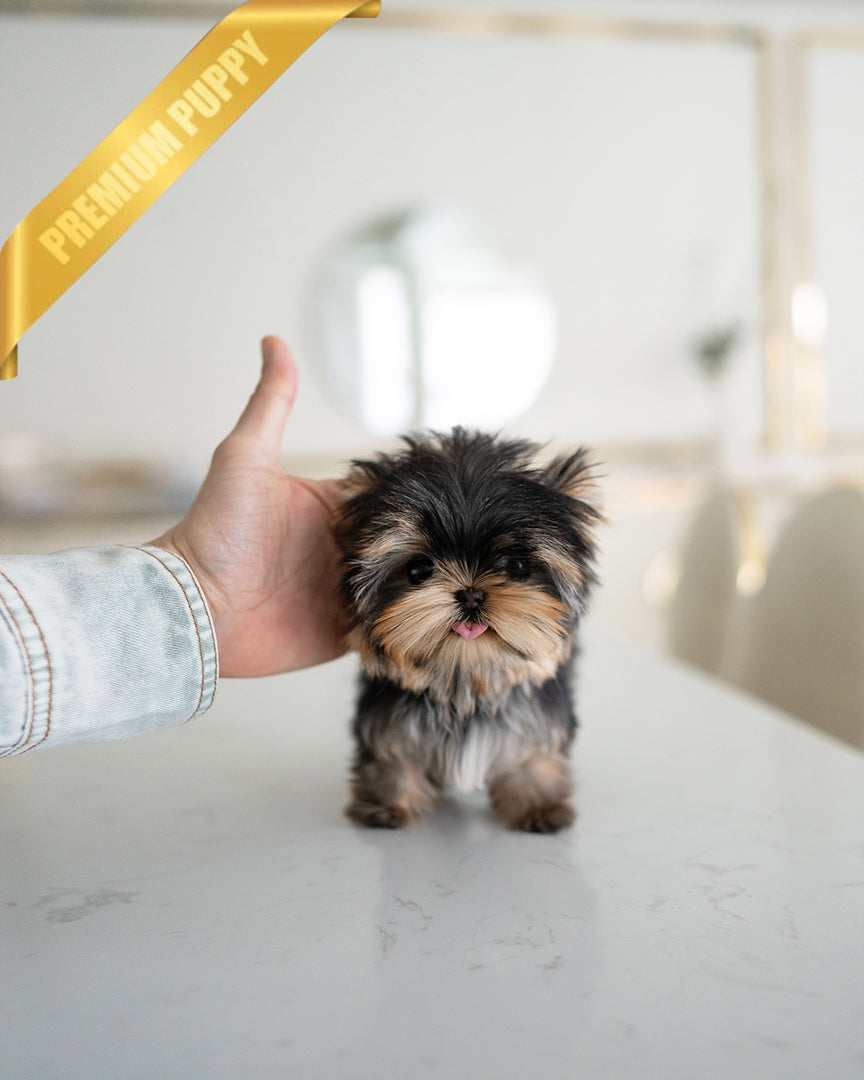 STELLA - FEMALE - ROLLY TEACUP PUPPIES - TEACUP PUPPY FOR SALE