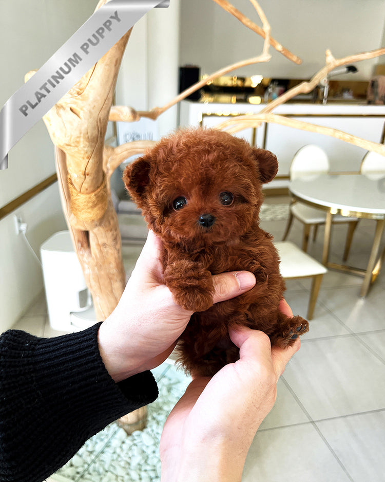 AMBER - FEMALE - ROLLY TEACUP PUPPIES - TEACUP PUPPY FOR SALE