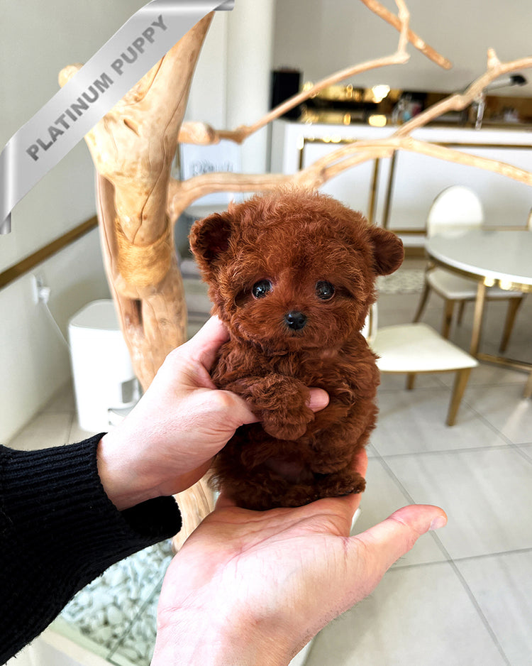 AMBER - FEMALE - ROLLY TEACUP PUPPIES - TEACUP PUPPY FOR SALE