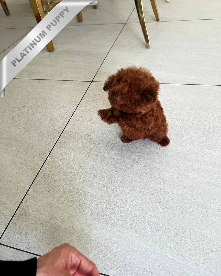 AMBER - FEMALE - ROLLY TEACUP PUPPIES - TEACUP PUPPY FOR SALE