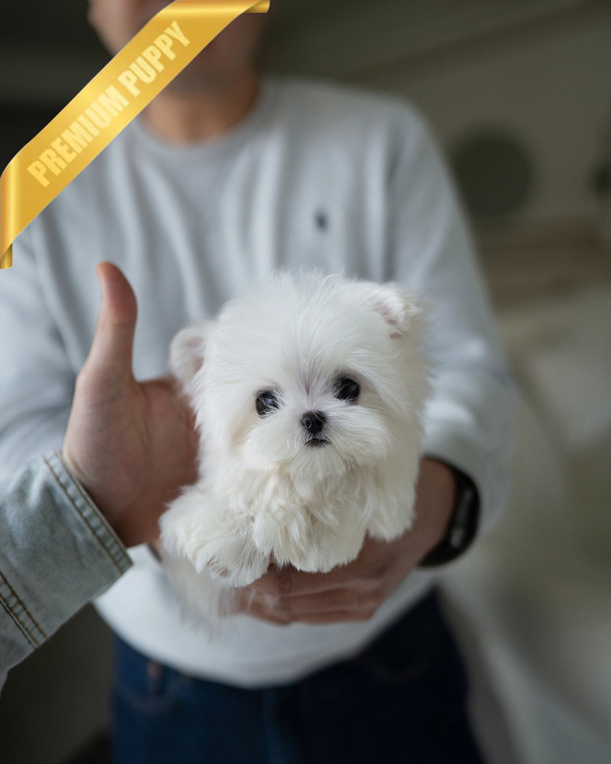 MOCHI - FEMALE - ROLLY TEACUP PUPPIES - TEACUP PUPPY FOR SALE