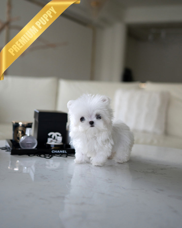 MOCHI - FEMALE - ROLLY TEACUP PUPPIES - TEACUP PUPPY FOR SALE