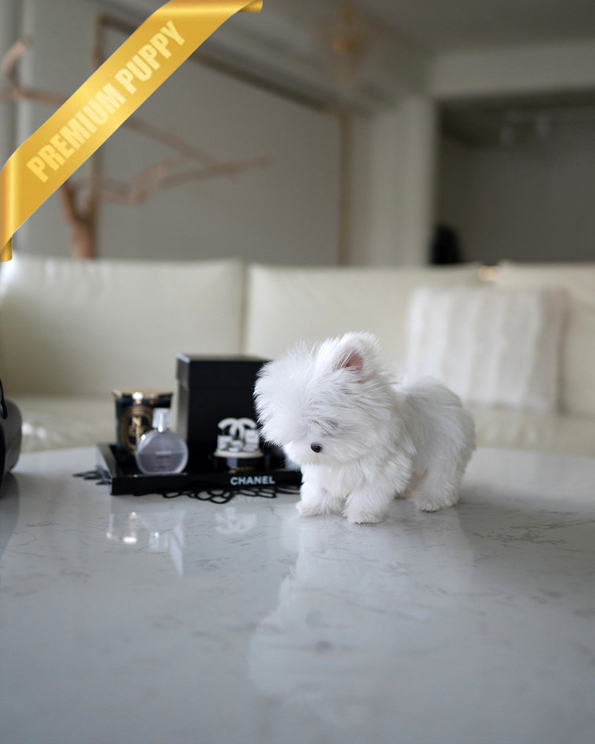 MOCHI - FEMALE - ROLLY TEACUP PUPPIES - TEACUP PUPPY FOR SALE