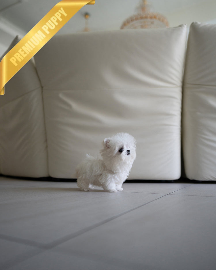 MOCHI - FEMALE - ROLLY TEACUP PUPPIES - TEACUP PUPPY FOR SALE