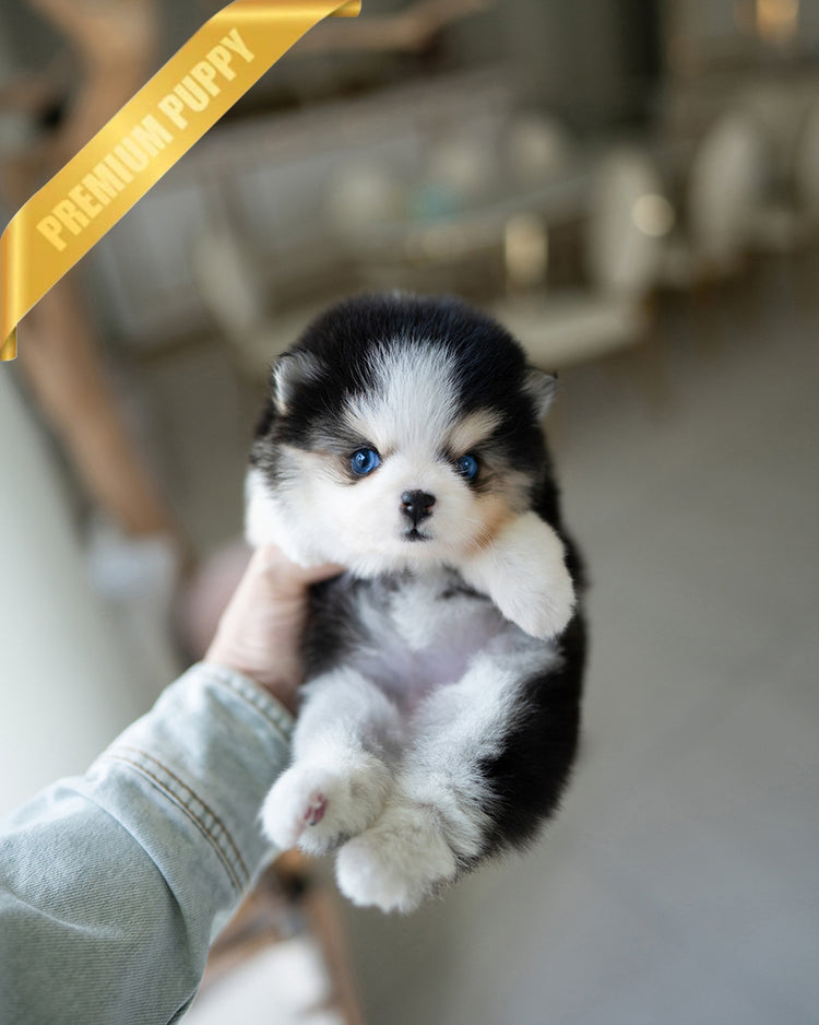 COCO - FEMALE - ROLLY TEACUP PUPPIES - TEACUP PUPPY FOR SALE