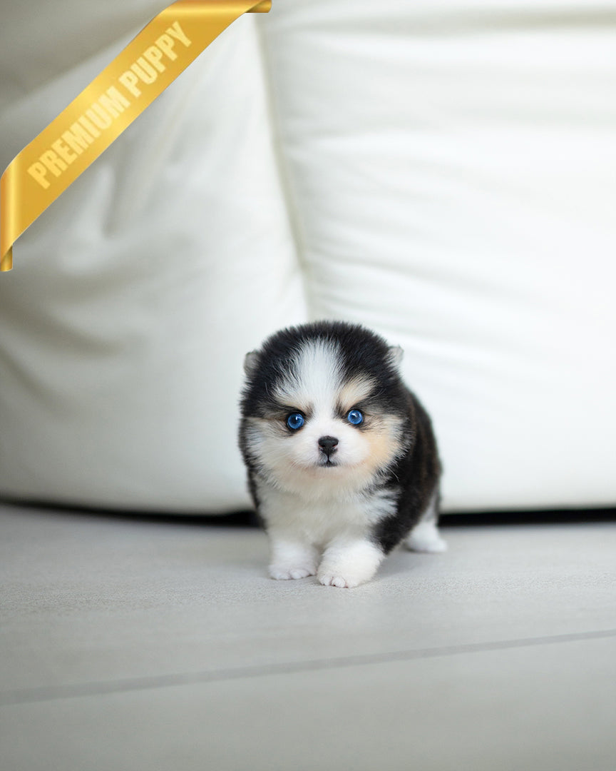 COCO - FEMALE - ROLLY TEACUP PUPPIES - TEACUP PUPPY FOR SALE