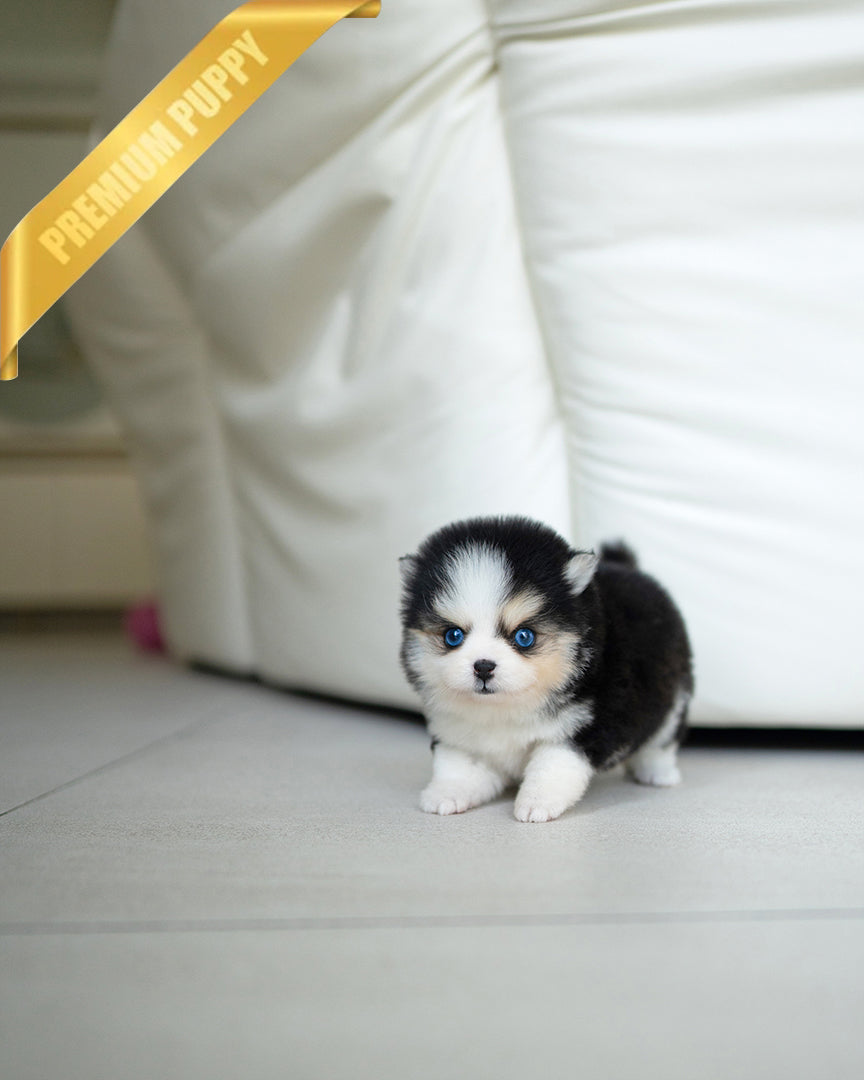 COCO - FEMALE - ROLLY TEACUP PUPPIES - TEACUP PUPPY FOR SALE