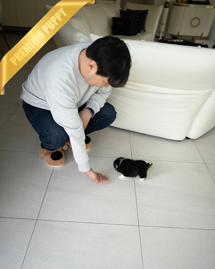 COCO - FEMALE - ROLLY TEACUP PUPPIES - TEACUP PUPPY FOR SALE