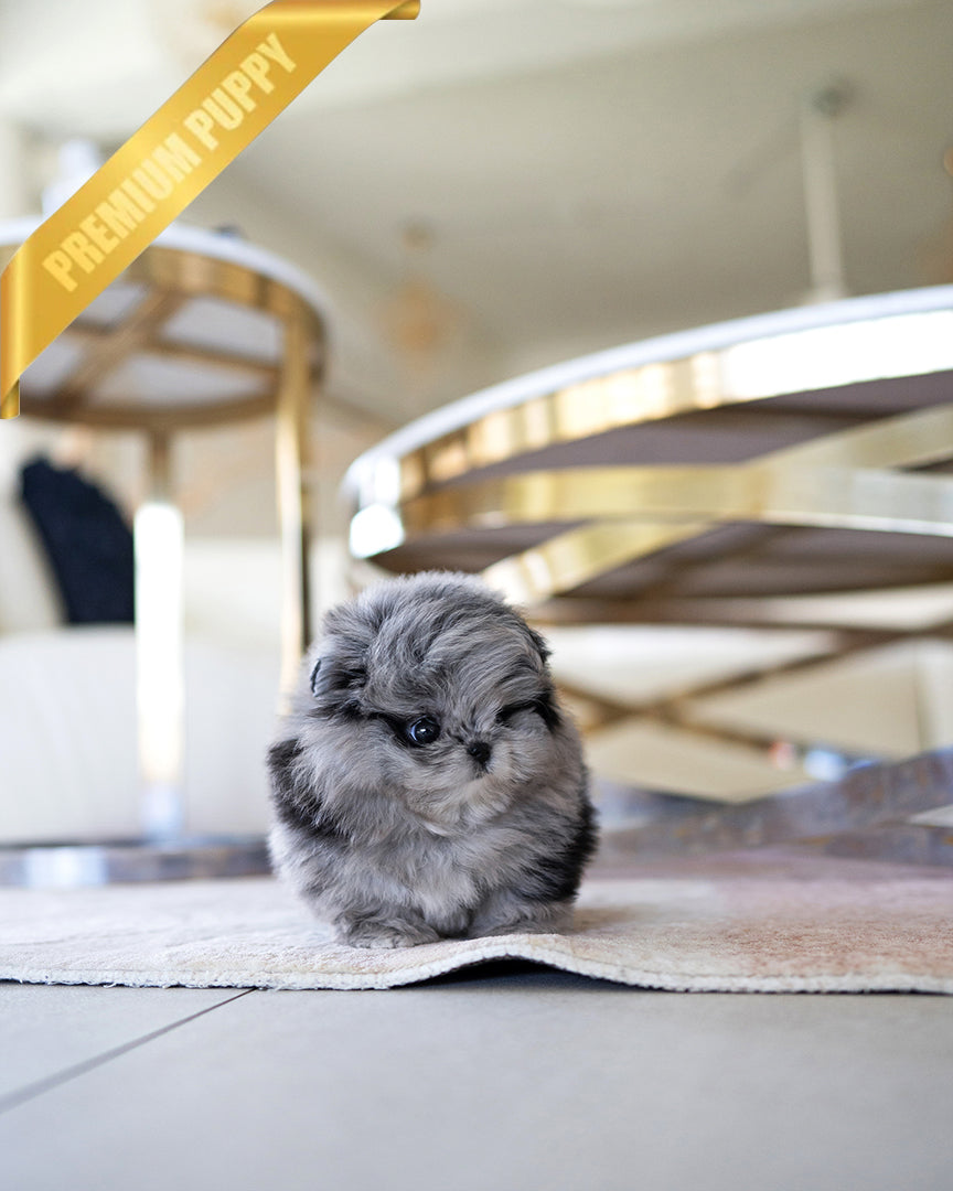 SCARLET - FEMALE - ROLLY TEACUP PUPPIES - TEACUP PUPPY FOR SALE