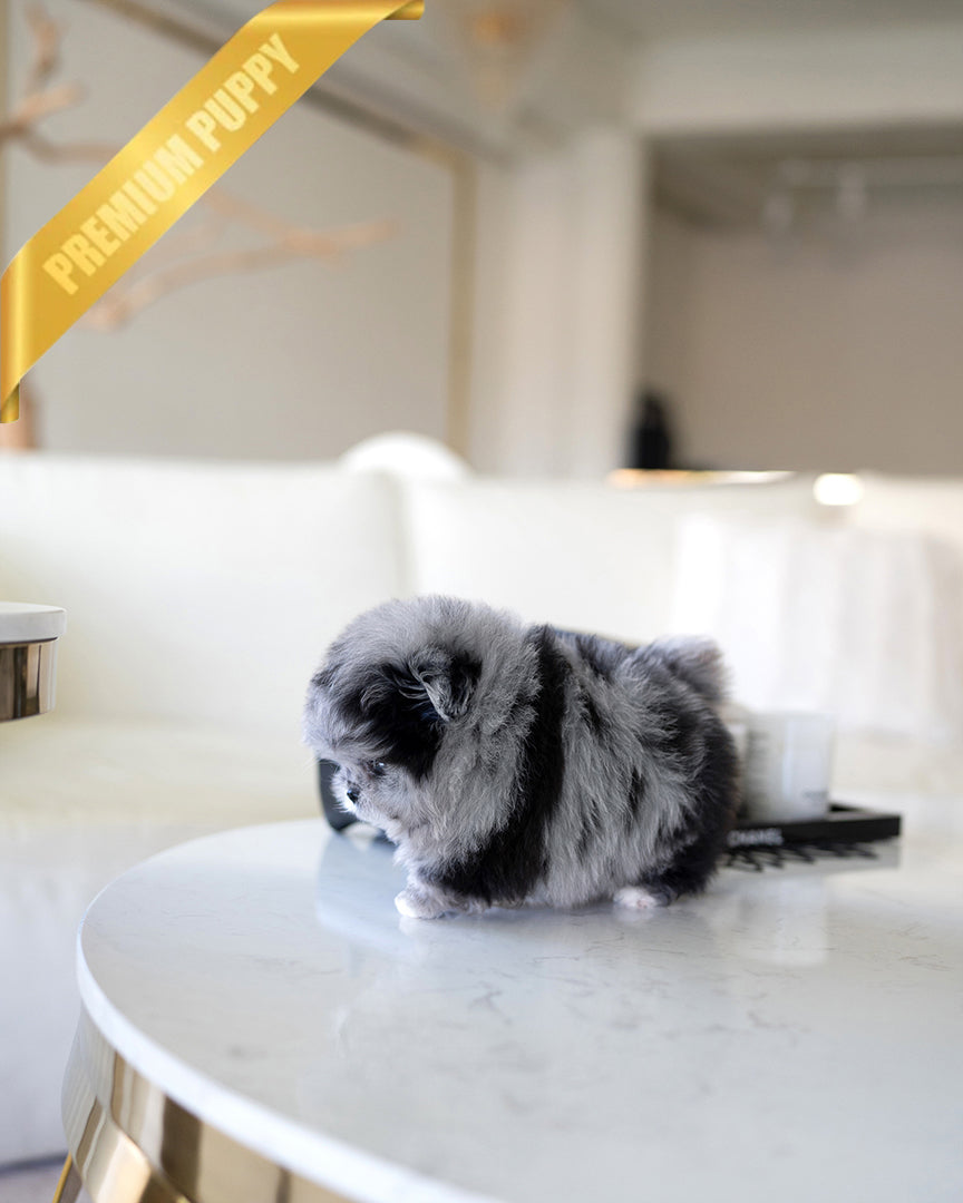 SCARLET - FEMALE - ROLLY TEACUP PUPPIES - TEACUP PUPPY FOR SALE