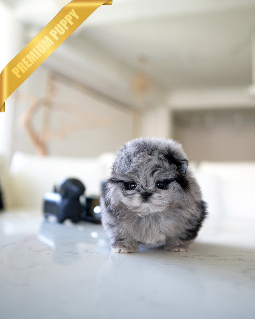 SCARLET - FEMALE - ROLLY TEACUP PUPPIES - TEACUP PUPPY FOR SALE