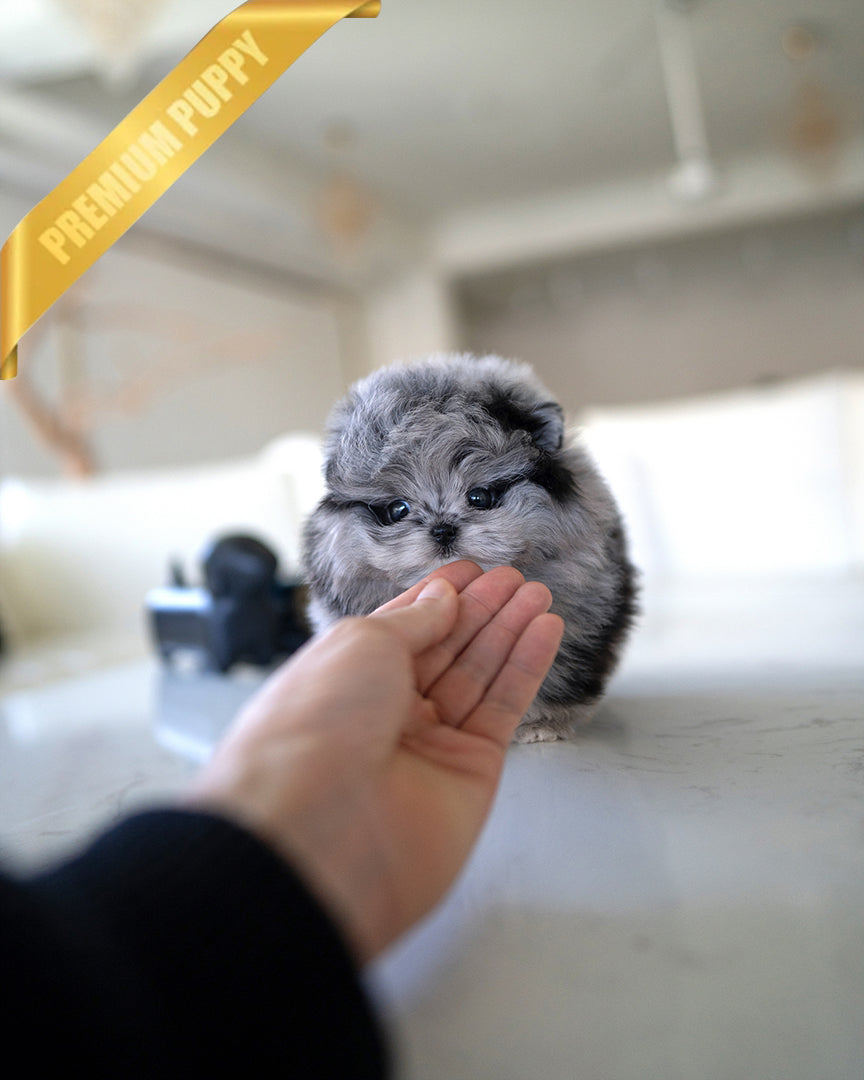 SCARLET - FEMALE - ROLLY TEACUP PUPPIES - TEACUP PUPPY FOR SALE