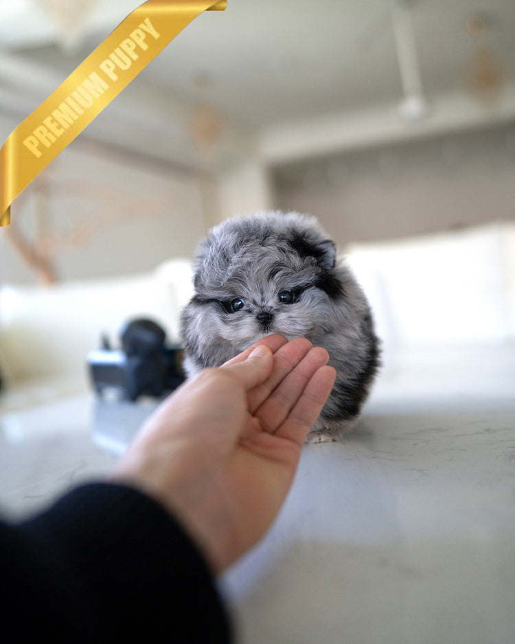 SCARLET - FEMALE - ROLLY TEACUP PUPPIES - TEACUP PUPPY FOR SALE