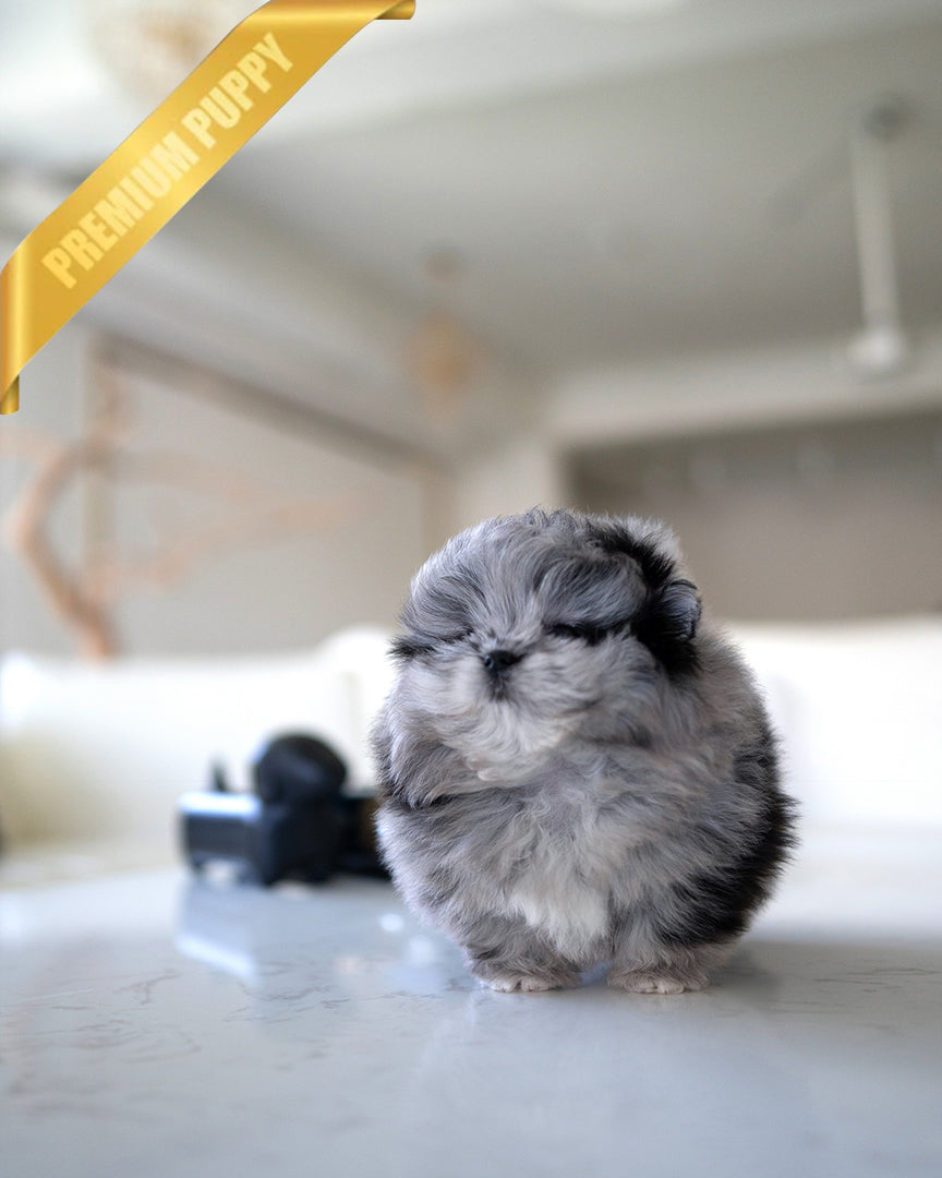 SCARLET - FEMALE - ROLLY TEACUP PUPPIES - TEACUP PUPPY FOR SALE