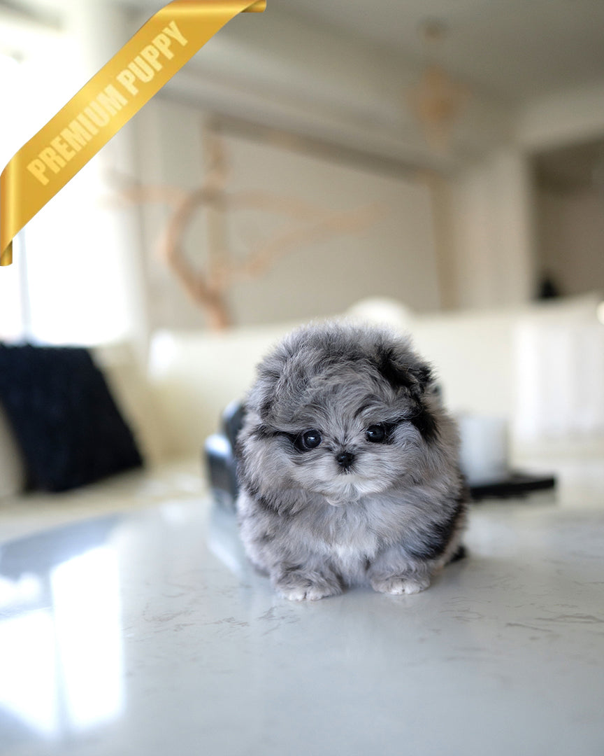 SCARLET - FEMALE - ROLLY TEACUP PUPPIES - TEACUP PUPPY FOR SALE