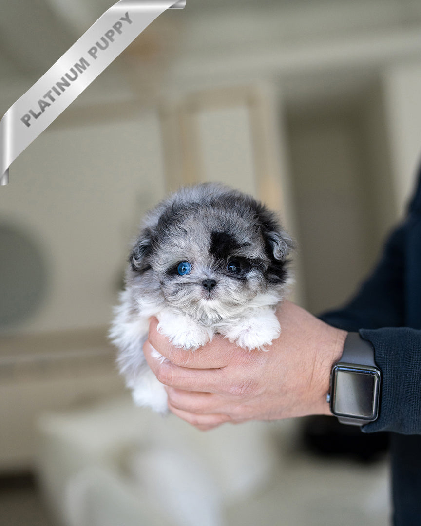 NOAH - MALE - ROLLY TEACUP PUPPIES - TEACUP PUPPY FOR SALE