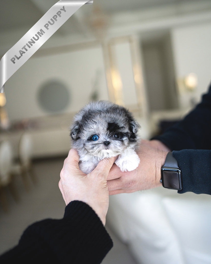 NOAH - MALE - ROLLY TEACUP PUPPIES - TEACUP PUPPY FOR SALE