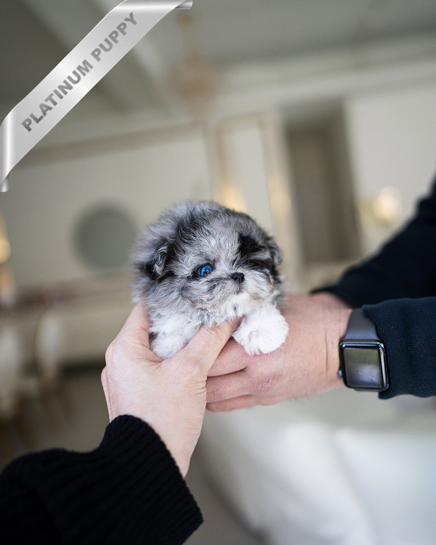 NOAH - MALE - ROLLY TEACUP PUPPIES - TEACUP PUPPY FOR SALE