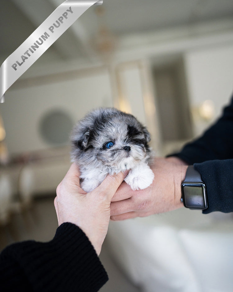 NOAH - MALE - ROLLY TEACUP PUPPIES - TEACUP PUPPY FOR SALE