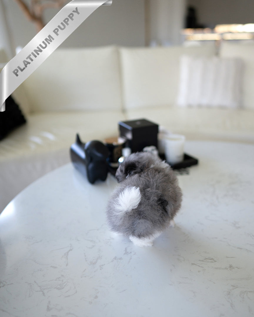 NOAH - MALE - ROLLY TEACUP PUPPIES - TEACUP PUPPY FOR SALE