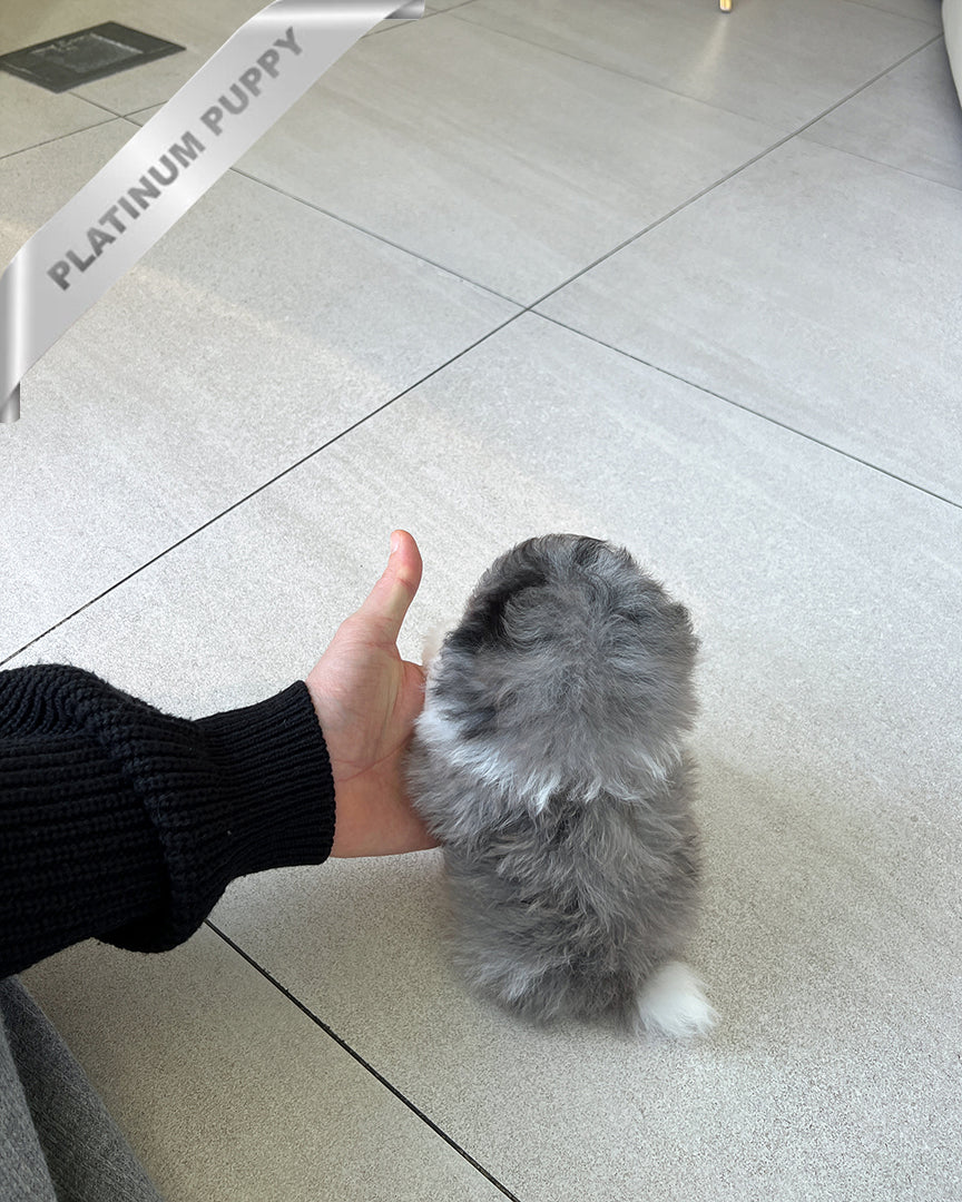 NOAH - MALE - ROLLY TEACUP PUPPIES - TEACUP PUPPY FOR SALE