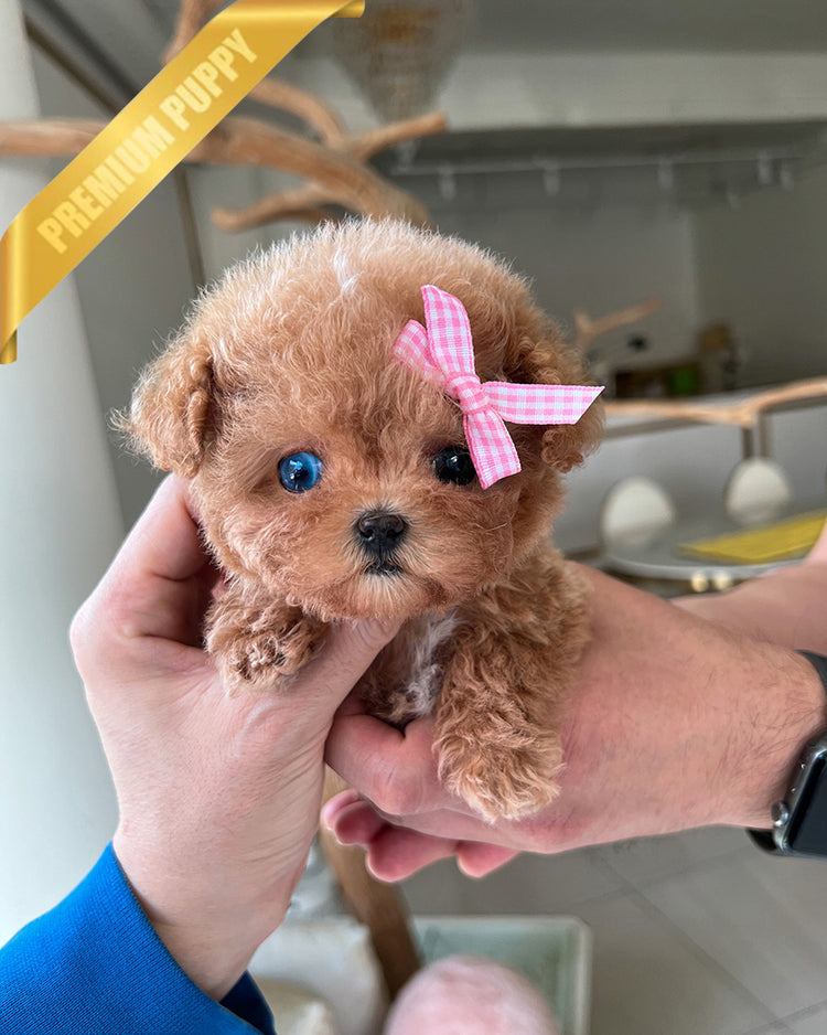 JENNIE - FEMALE - ROLLY TEACUP PUPPIES - TEACUP PUPPY FOR SALE