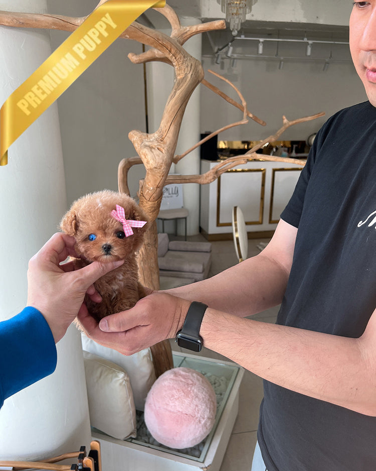 JENNIE - FEMALE - ROLLY TEACUP PUPPIES - TEACUP PUPPY FOR SALE