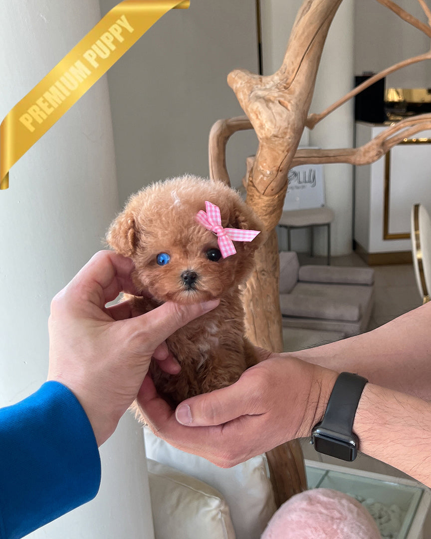 JENNIE - FEMALE - ROLLY TEACUP PUPPIES - TEACUP PUPPY FOR SALE