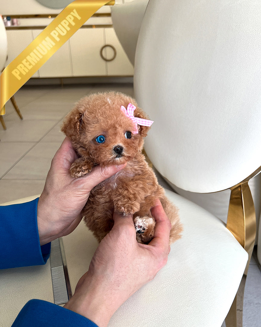 JENNIE - FEMALE - ROLLY TEACUP PUPPIES - TEACUP PUPPY FOR SALE