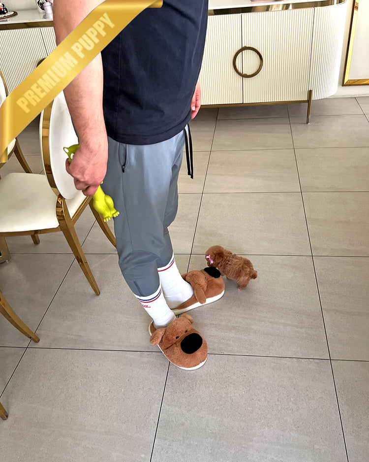 JENNIE - FEMALE - ROLLY TEACUP PUPPIES - TEACUP PUPPY FOR SALE