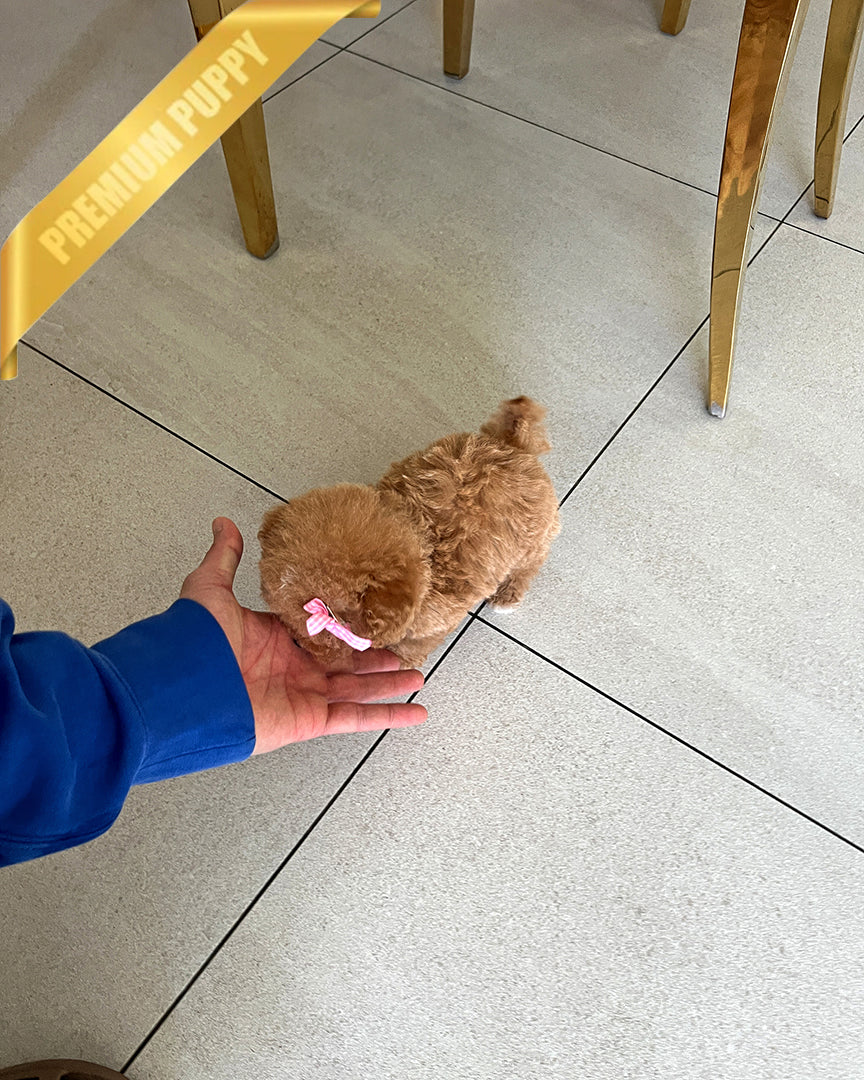 JENNIE - FEMALE - ROLLY TEACUP PUPPIES - TEACUP PUPPY FOR SALE