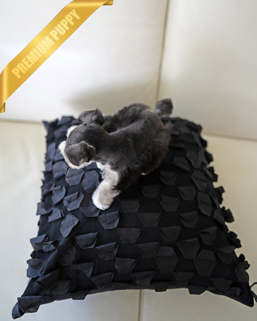 INKY - FEMALE - ROLLY TEACUP PUPPIES - TEACUP PUPPY FOR SALE