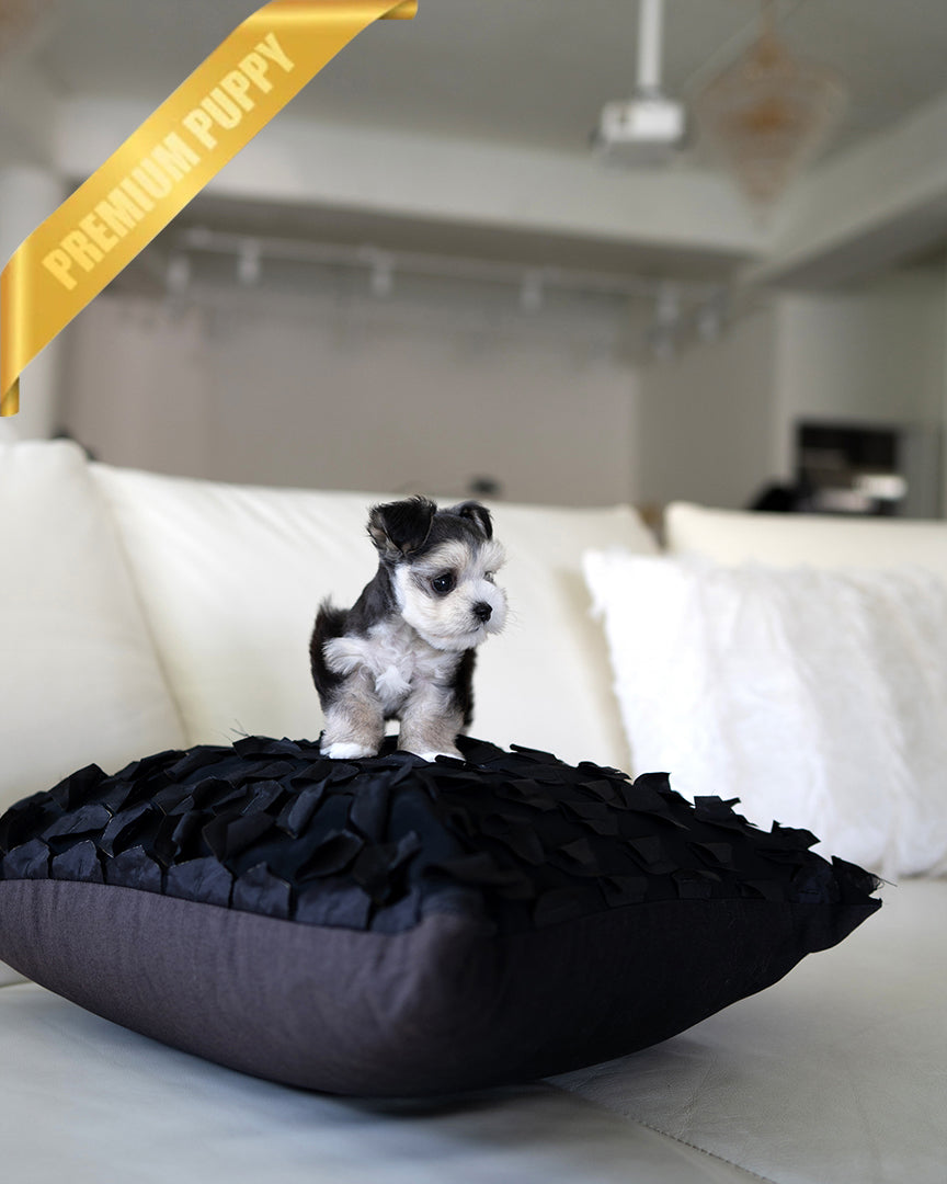 INKY - FEMALE - ROLLY TEACUP PUPPIES - TEACUP PUPPY FOR SALE