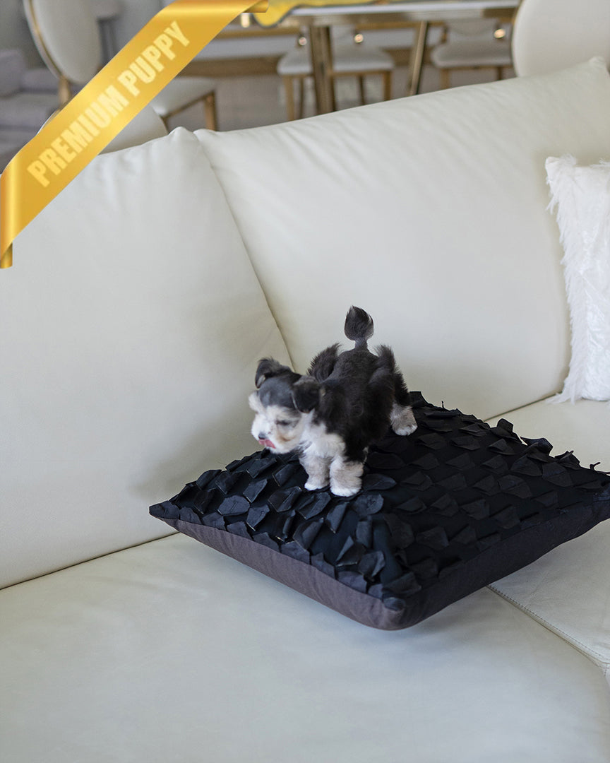 INKY - FEMALE - ROLLY TEACUP PUPPIES - TEACUP PUPPY FOR SALE