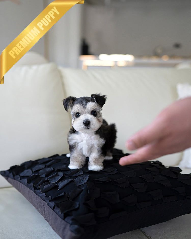 INKY - FEMALE - ROLLY TEACUP PUPPIES - TEACUP PUPPY FOR SALE