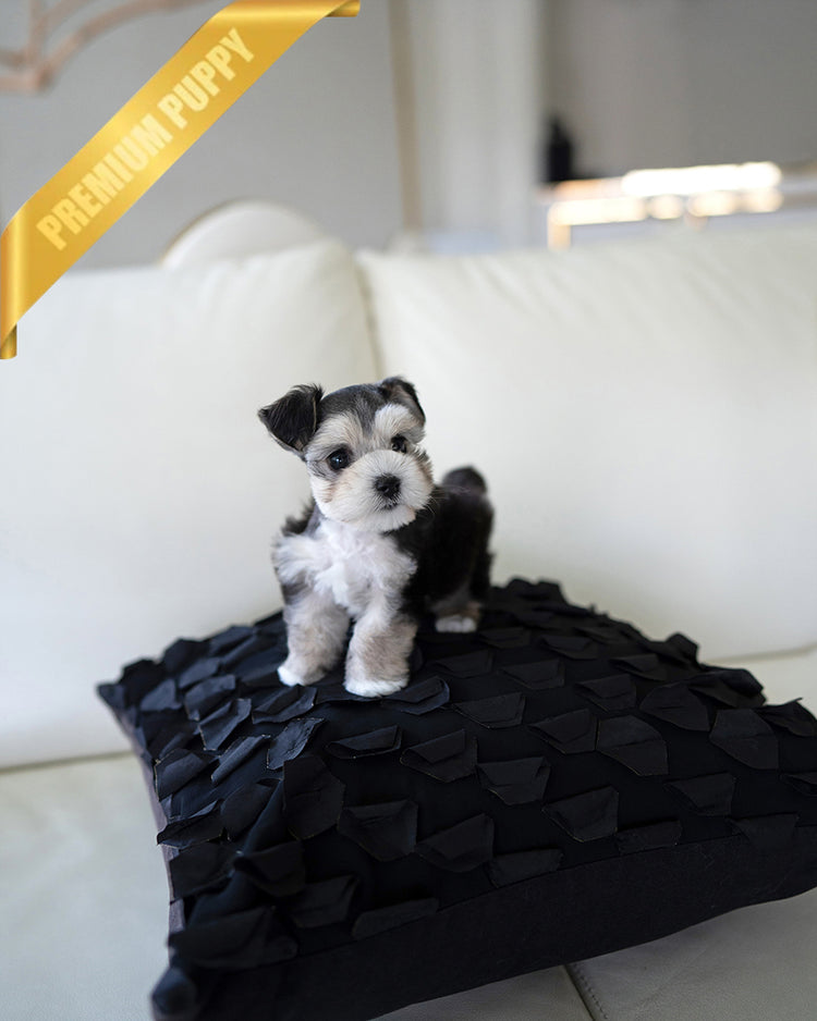 INKY - FEMALE - ROLLY TEACUP PUPPIES - TEACUP PUPPY FOR SALE