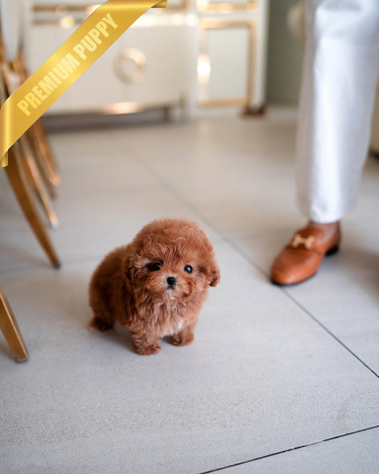 LUNA - FEMALE - ROLLY TEACUP PUPPIES - TEACUP PUPPY FOR SALE