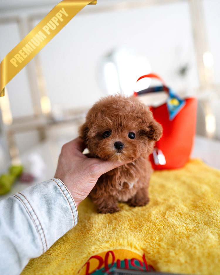 LUNA - FEMALE - ROLLY TEACUP PUPPIES - TEACUP PUPPY FOR SALE