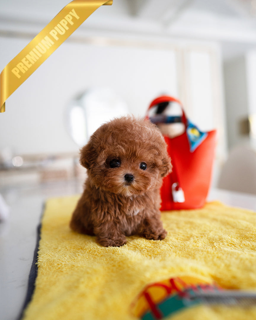 LUNA - FEMALE - ROLLY TEACUP PUPPIES - TEACUP PUPPY FOR SALE