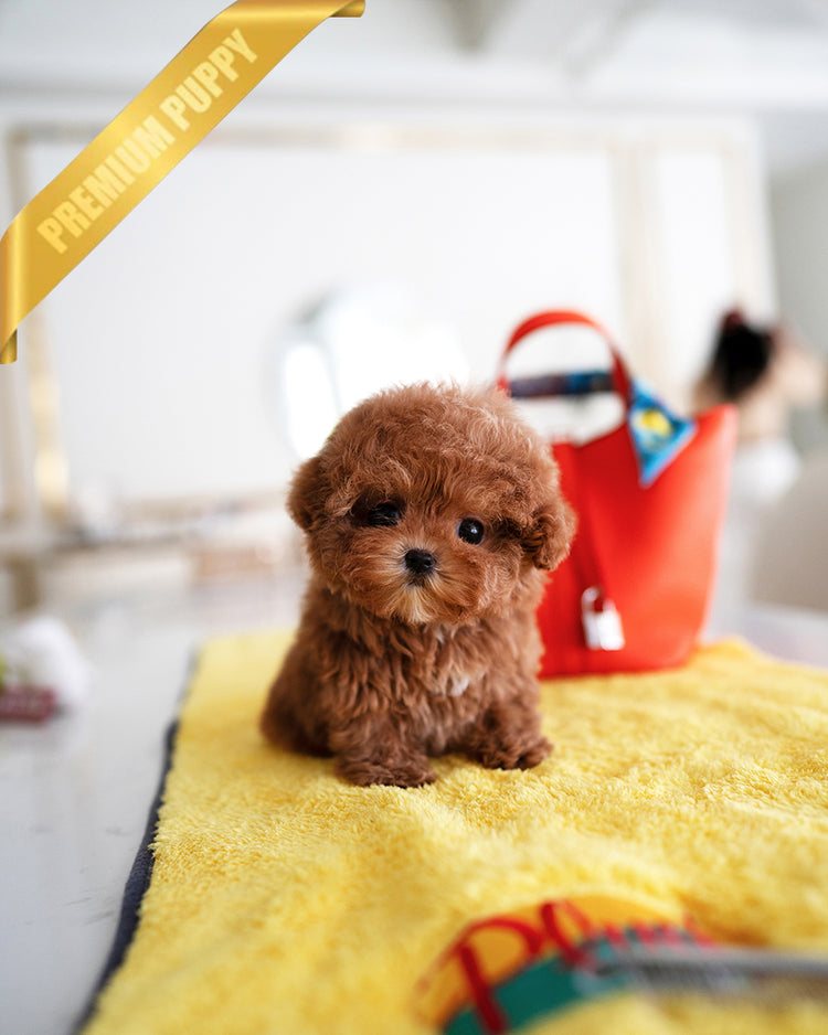 LUNA - FEMALE - ROLLY TEACUP PUPPIES - TEACUP PUPPY FOR SALE