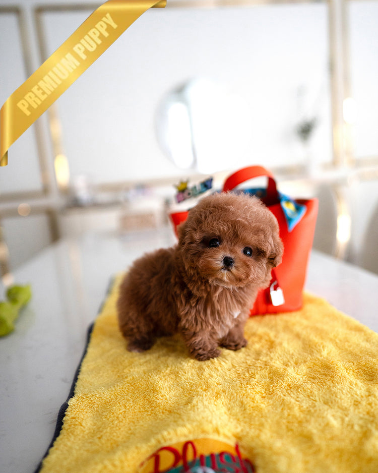 LUNA - FEMALE - ROLLY TEACUP PUPPIES - TEACUP PUPPY FOR SALE