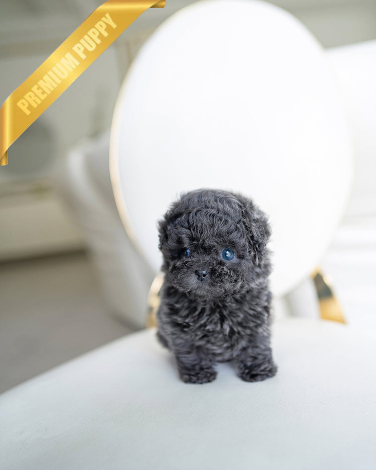 MILO - MALE - ROLLY TEACUP PUPPIES - TEACUP PUPPY FOR SALE