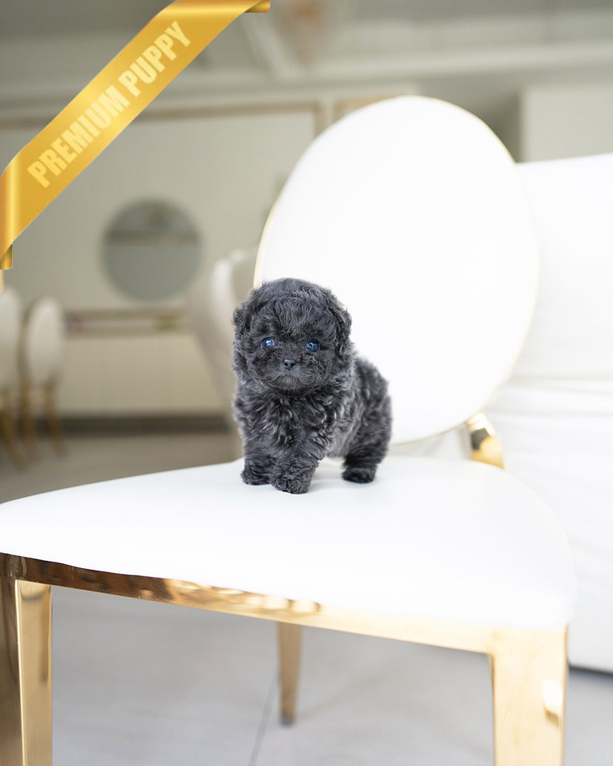 MILO - MALE - ROLLY TEACUP PUPPIES - TEACUP PUPPY FOR SALE