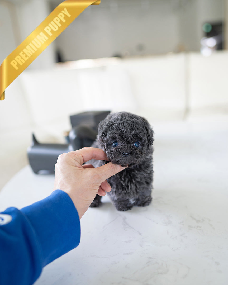 MILO - MALE - ROLLY TEACUP PUPPIES - TEACUP PUPPY FOR SALE