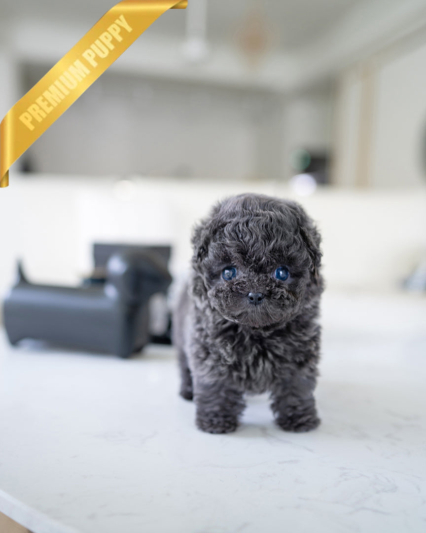 MILO - MALE - ROLLY TEACUP PUPPIES - TEACUP PUPPY FOR SALE